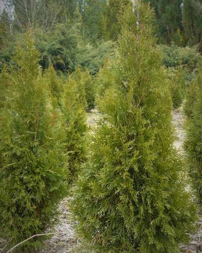 dekoratiivne puukoolimaterjal