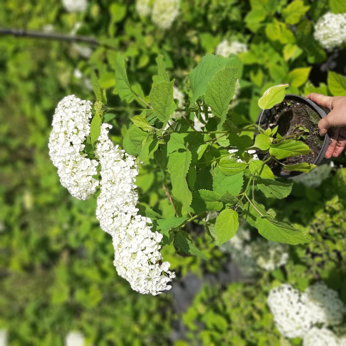 dekoratiivne puukoolimaterjal