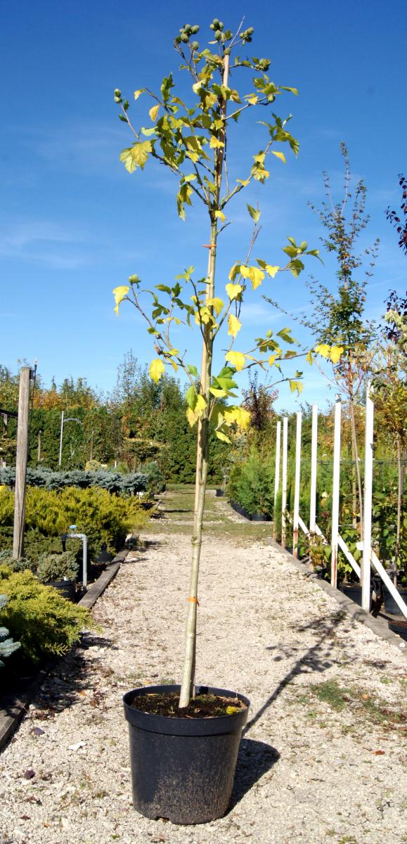 dekoratiivne puukoolimaterjal